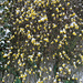 Snow caps on yellow flowers.  by cocobella