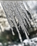 10th Feb 2021 - Icicles