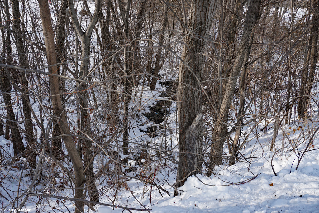 Winter woods by larrysphotos