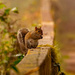 Mr Squirrel Having a Snack on the Fence! by rickster549
