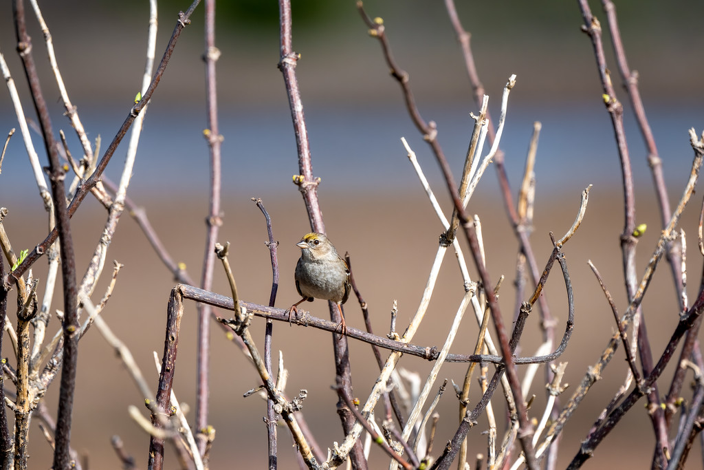 Golden-crowned Sparrow by nicoleweg
