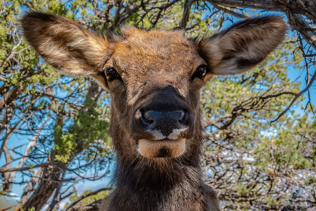 A Mule Deer in Grand Canyon by jyokota
