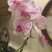Dad’s orchid continues to bloom  by kchuk