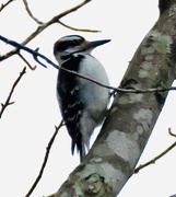 11th Feb 2021 - Woodpecker in a Birch Tree
