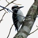 Woodpecker in a Birch Tree by peggysirk