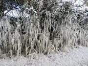11th Feb 2021 - Icicles in the hedgerow