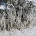Icicles in the hedgerow by lellie
