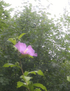 19th Jul 2017 - Flower through rainy window 07-19-17