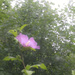 Flower through rainy window 07-19-17 by houser934