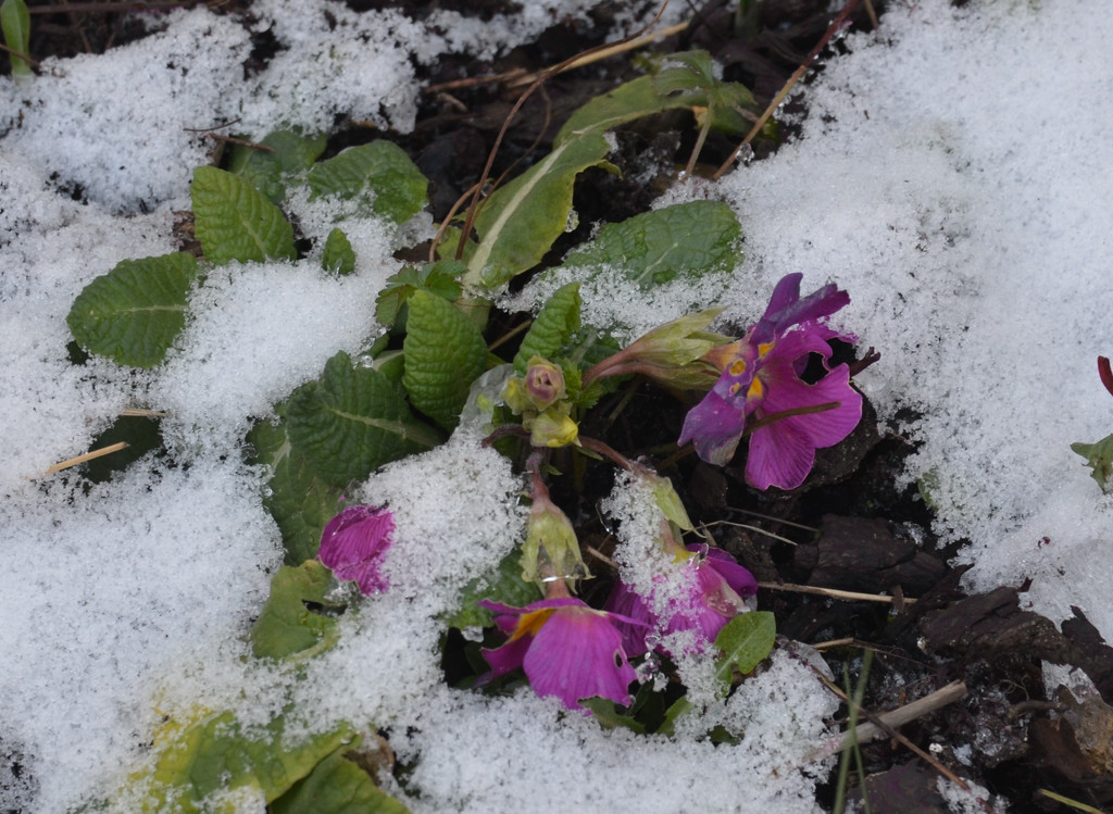 Flowers in the Snow by arkensiel