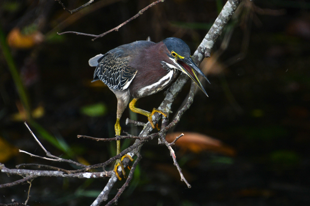 Green Heron trying to hide by danette