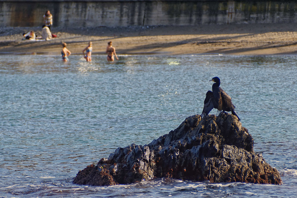 Birdwatching at Collioure by laroque