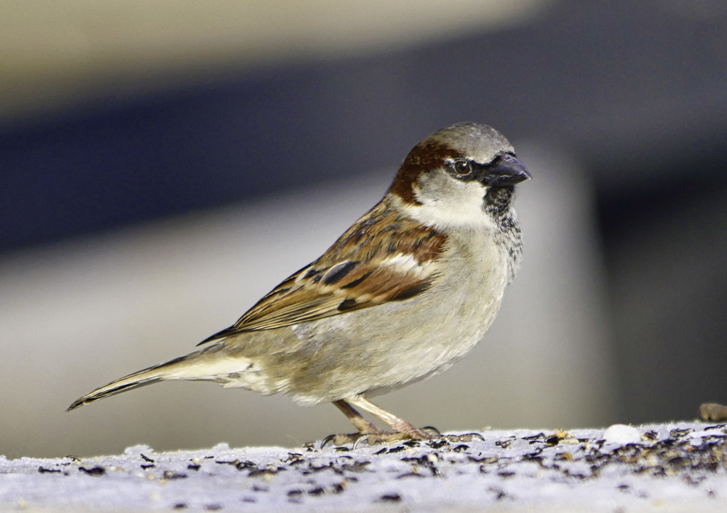 Sparrow. by tonygig