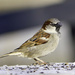 Sparrow. by tonygig