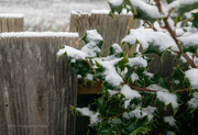 11th Feb 2021 - First Snow Garden Fence  Word of the Day: Garden