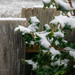 First Snow Garden Fence  Word of the Day: Garden by theredcamera
