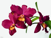 11th Feb 2021 - Cattleya orchid