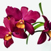 Cattleya orchid by monicac