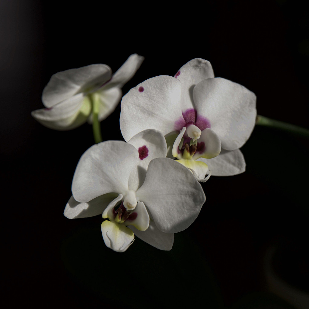 Orchid blooms by berelaxed