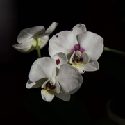 11th Feb 2021 - Orchid blooms
