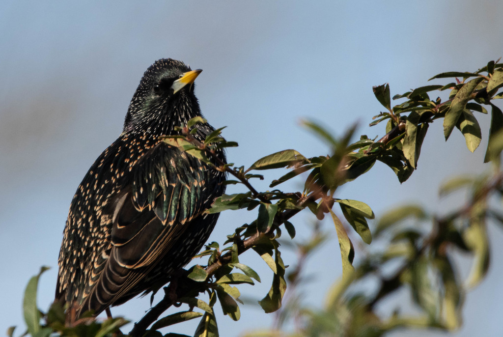 Starling basking in the sun by stevejacob