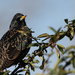Starling basking in the sun by stevejacob