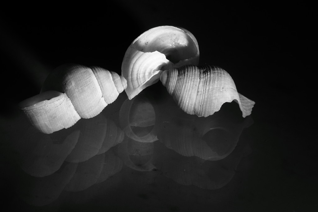 3 shells by elza