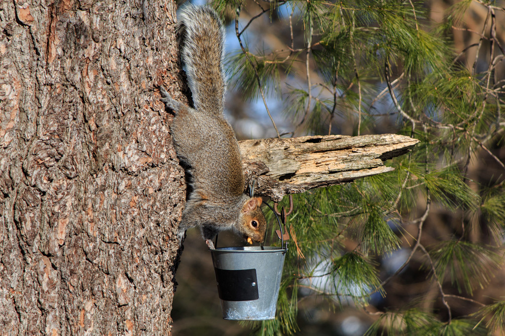 The squirrels must be hungry. by batfish