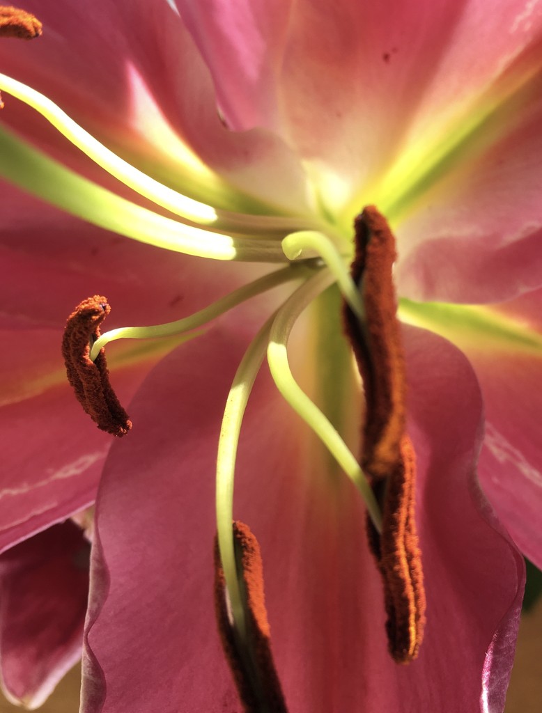 one of the lilies from natalie  by wiesnerbeth