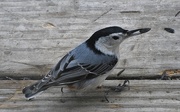 11th Feb 2021 - White-breasted Nuthatch