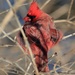 Redbird by randy23