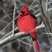 Cardinal by randy23