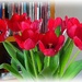 red tulips by gijsje