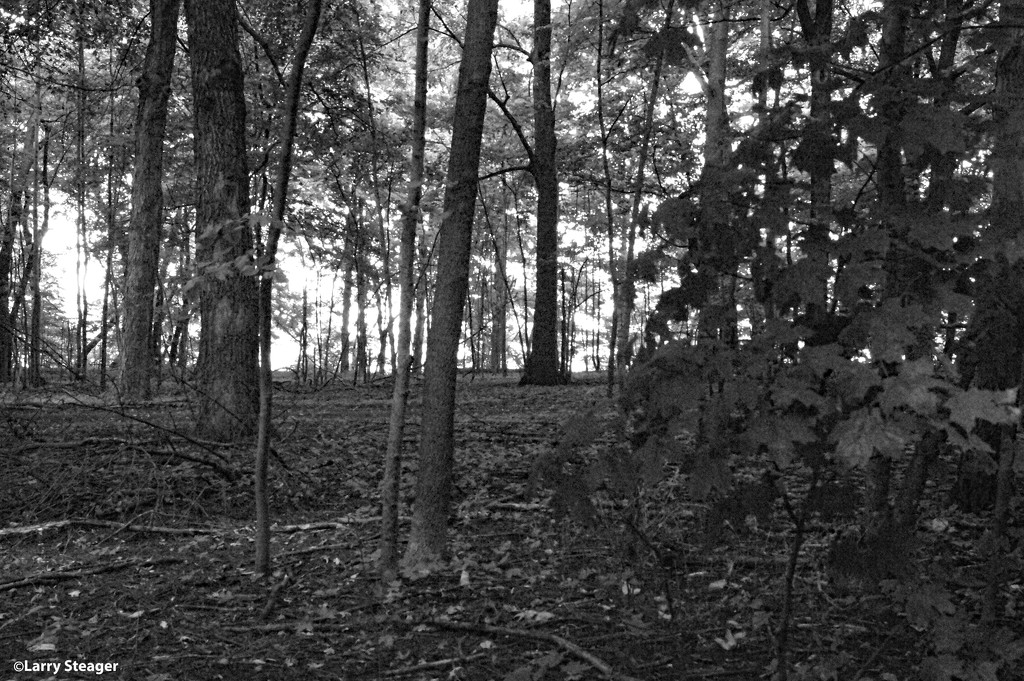 Woods in black and white by larrysphotos