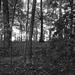 Woods in black and white by larrysphotos