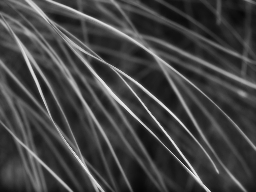 Loblolly pine needles... by marlboromaam