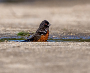 11th Feb 2021 - Spotted Towhee- bath time