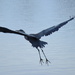 Blue Heron's Early Morning Takeoff by markandlinda