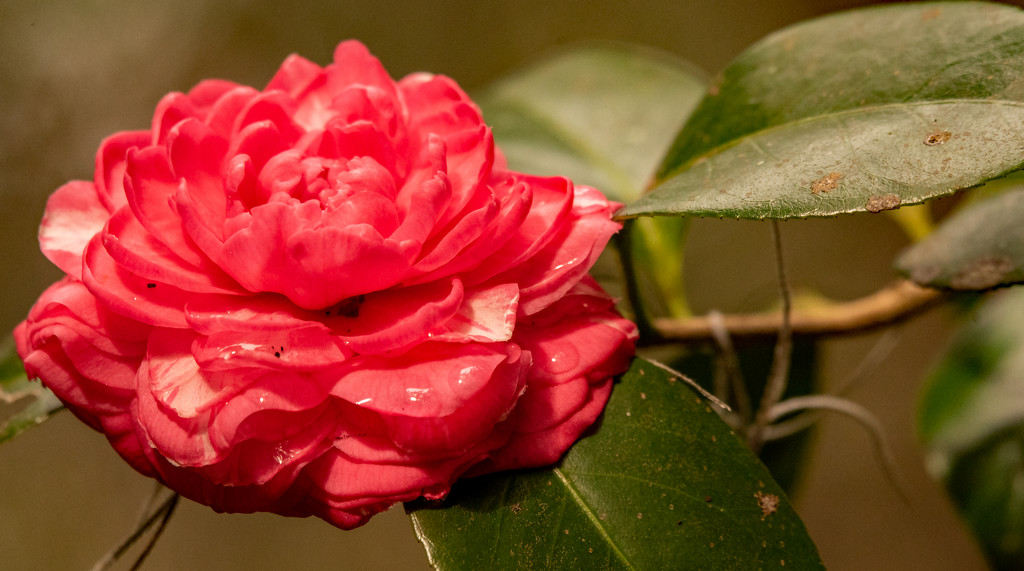 Camellia on the Bush! by rickster549