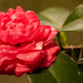 Camellia on the Bush! by rickster549