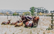 12th Feb 2021 - Ankole cattle resting