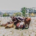 Ankole cattle resting by ludwigsdiana