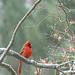 Icy Cardinal by lstasel