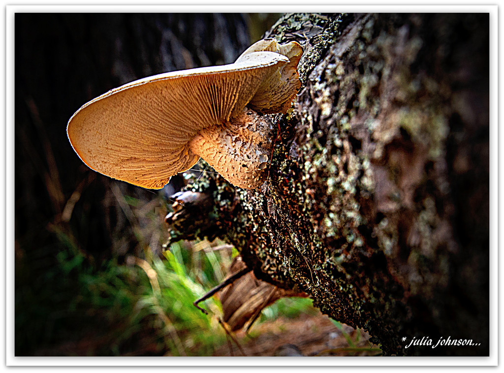 Forest Fungi.. by julzmaioro