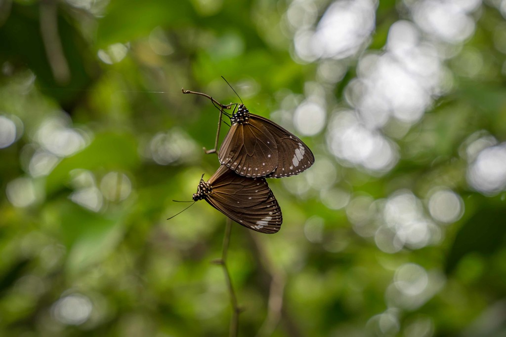 rainforest butterflies by pusspup