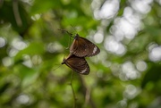 12th Feb 2021 - rainforest butterflies