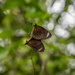 rainforest butterflies by pusspup
