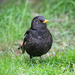 Blackbird by humphreyhippo