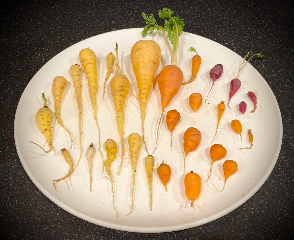 An Artistic Rendition of Failed Food Gardening by jyokota