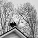 Chimney Roost by k9photo